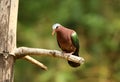 Emerald Dove, Chalcophaps indica, Ganeshgudi, Karnataka, India Royalty Free Stock Photo