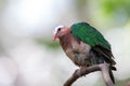 Emerald Dove (Chalcophaps indica) perching on tree Royalty Free Stock Photo