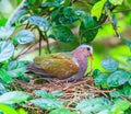 Emerald Dove or Chalcophaps indica Royalty Free Stock Photo