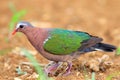 Emerald dove