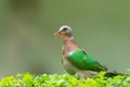 Emerald dove