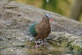 Emerald Dove