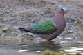 Emerald Dove