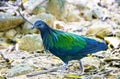 Emerald dove walking and look for food in the zoo in Thailand.