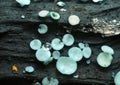 Emerald elfcup, Chlorociboria aeruginosa growing on decaying deciduous wood