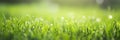 Emerald Elysium, Side Angle View of Vibrant Green Meadow, Perfect for Seasonal Nature Concepts Royalty Free Stock Photo