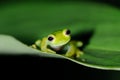 Emerald Glass Frog