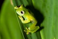 Emerald Glass Frog