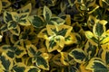 Emerald gold (Euonymus fortunei)