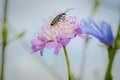 Emerald green beetle, spanish fly, Lytta vesicatoria, feeding from a wild magenta flower making natural complementary colors Royalty Free Stock Photo