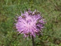 Emerald-green blister beetles on a knapweed purple flower Royalty Free Stock Photo