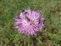 Emerald-green blister beetles on a knapweed purple flower Royalty Free Stock Photo