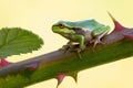 Emerald green frog perched atop a sturdy tree branch. Royalty Free Stock Photo