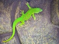 the emerald green geko is and beautiful tepid predator. It hunts insects