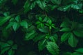 Emerald green Parthenocissus tricuspidata Virginia creeper with water drops in summer rainy day