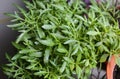 Emerald green plant as a perfect background for you. Bright green grass in the ground in white house plant. Juicy, organic, vegan Royalty Free Stock Photo