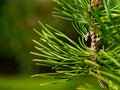 Bright green Scotch pine twig closeup with soft green blurred background