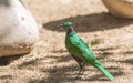 Emerald Green Starling Royalty Free Stock Photo