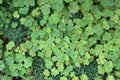 Emerald green succulent plants and clover carpet