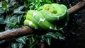 Emerald Green Tree Boa Royalty Free Stock Photo
