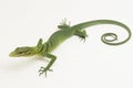 The emerald green tree monitor lizard (Varanus prasinus) on white background Royalty Free Stock Photo