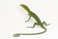 The emerald green tree monitor lizard (Varanus prasinus) on white background Royalty Free Stock Photo