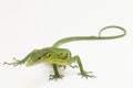 The emerald green tree monitor lizard (Varanus prasinus) on white background Royalty Free Stock Photo