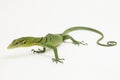 The emerald green tree monitor lizard (Varanus prasinus) on white background Royalty Free Stock Photo