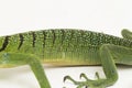 The emerald green tree monitor lizard (Varanus prasinus) on white background Royalty Free Stock Photo