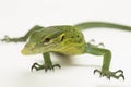 The emerald green tree monitor lizard (Varanus prasinus) on white background Royalty Free Stock Photo