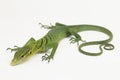 The emerald green tree monitor lizard (Varanus prasinus) on white background Royalty Free Stock Photo