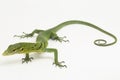 The emerald green tree monitor lizard (Varanus prasinus) on white background Royalty Free Stock Photo