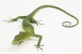 The emerald green tree monitor lizard (Varanus prasinus) on white background Royalty Free Stock Photo