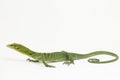 The emerald green tree monitor lizard (Varanus prasinus) on white background Royalty Free Stock Photo