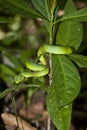 Emerald Green Viper Snake Coiled