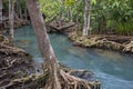 Emerald-green water and tree roots of peat swamp, Tha Pom canal, Krabi, Thailand