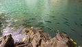 Emerald green water from the waterfall,  fish live in the pond, Erawan waterfall, Kanchanaburi province, Thailand Royalty Free Stock Photo