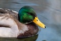 Emerald head male drake duck bird close-up water Royalty Free Stock Photo