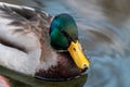 Emerald head male drake duck bird close-up water Royalty Free Stock Photo