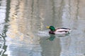 Emerald head male drake duck bird close-up water Royalty Free Stock Photo