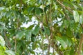 Emerald Hummingbird In Graviola Tree