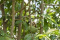 Emerald Hummingbird In Soursop Tree