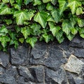 Emerald ivy on black stones. Generative AI. Royalty Free Stock Photo