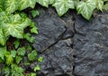 Emerald ivy on black stones. Generative AI. Royalty Free Stock Photo