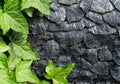 Emerald ivy on black stones. Generative AI. Royalty Free Stock Photo