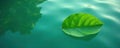 Emerald leaf adrift on pristine water surface, summer, droplet Royalty Free Stock Photo