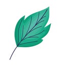 emerald leaf isolated
