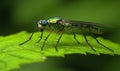 Emerald Long-Legged Fly on Green Leaf Royalty Free Stock Photo