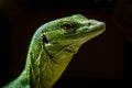 Emerald monitor lizard portrait with black background