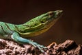 Emerald monitor portrait in nature